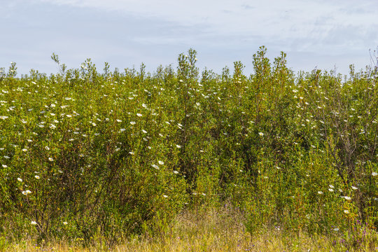 Esteva flowers in Vale Seco, Santiago do Cacem