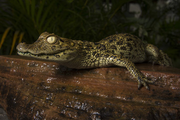 alligator