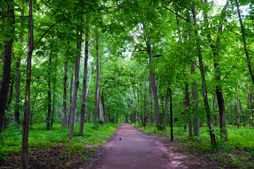Obraz premium Park road