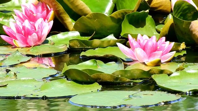 Seerosen im Gartenteich