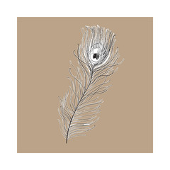 Obraz premium Hand drawn peacock tail bird feather, sketch style vector illustration on brown background. Realistic hand drawing of beatiful peacock eye spotted tail quill feather