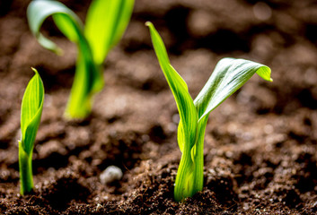Concept appearance of life - sprout from soil close up