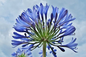 Blaulilie, Agapanthus