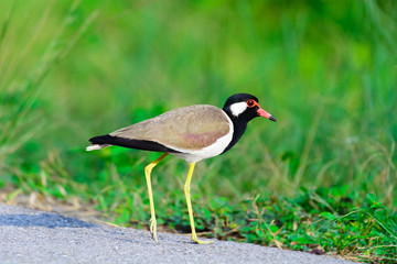 Naklejka premium Red-wattled Lapwing Vanellus indicus.