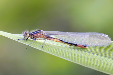 Variable damselfly, variable bluet
