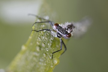 Variable damselfly, variable bluet