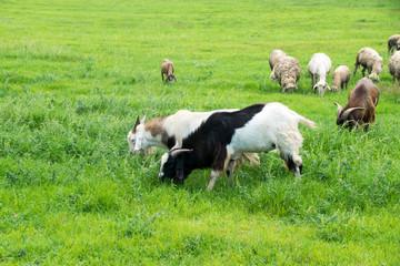 Goats is feeding grass on a farm