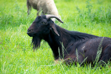 Goats lying in the meadow on the farm.