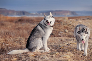 Siberian husky dog on the sea beach.