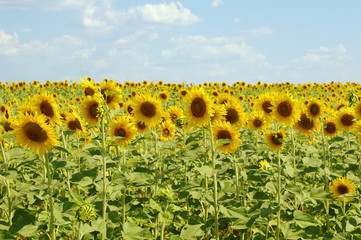Fototapeta premium Sunflower field against the sky 