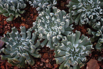 Green cactus in the garden.