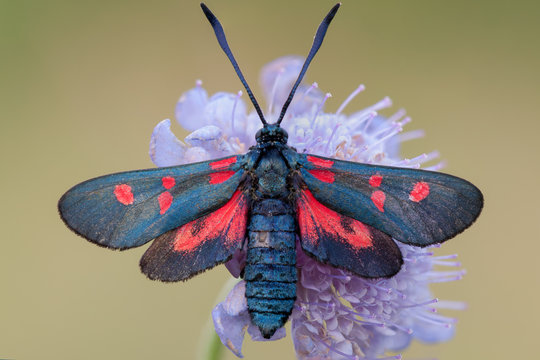 Close up of six spot burnet moth pollinating flower