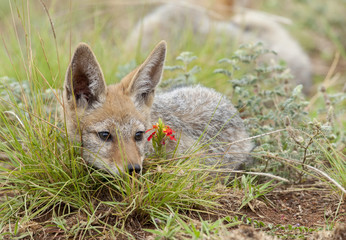 Baby Jackal in Pilanesberg Reserve