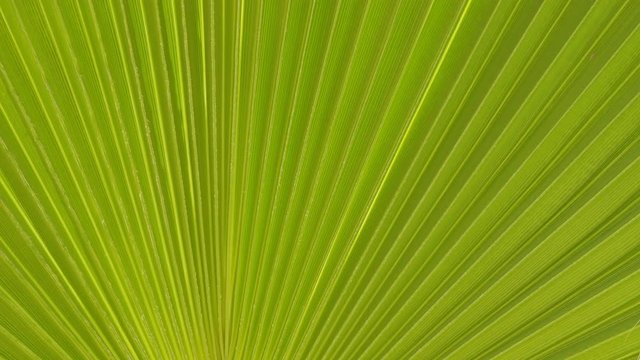 Closeup of palm leaf fluttering on wind, abstract background