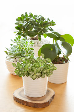 houseplants fittonia albivenis, peperomia, crassula ovata, echeveria in white pots