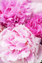 beautiful pink peony flower background