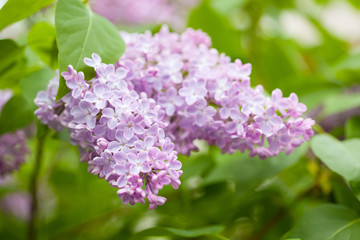 Fototapeta na wymiar beautiful lilac flowers in garden