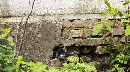 kittens peeking out of a brick wall