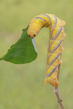 Close up of African death's head hawkmoth eating leaf