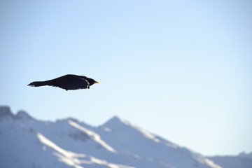 Vogel