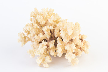 White coral.