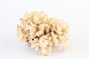 White coral.