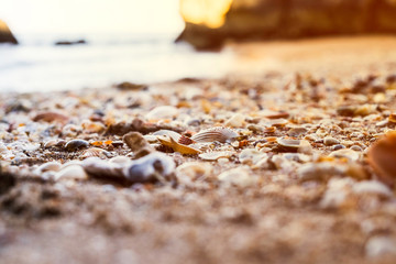 Seashells covering the beaches of Lagos, Portugal as the waves roll in at sunset.