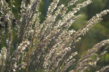 Перловник Жакемонта Melica jacquemontii 