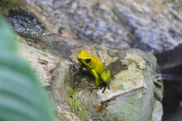 small lightgreen yellow  frog