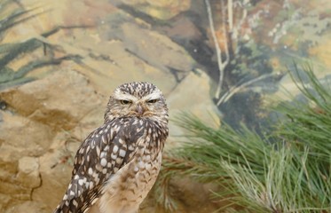 owl