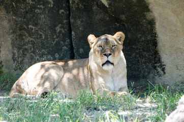Lion at Memphis Zoo