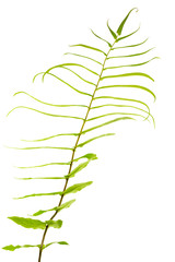 fougère, fond blanc 