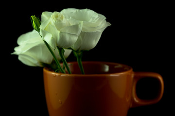 Fiore di lysianthus su sfondo nero