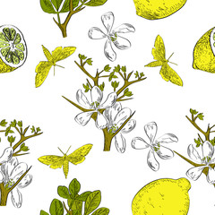 Fototapety  Wektor ciągnione owoce cytrusowe wzór na białym tle z motylami i kwiatami w stylu szkicu. Egzotyczna kolekcja.