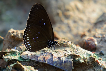 Close up butterflie on soil.