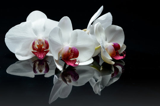 Fototapeta Orchid flowers on black