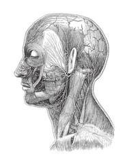 Human head anatomy - vein system / vintage illustration 