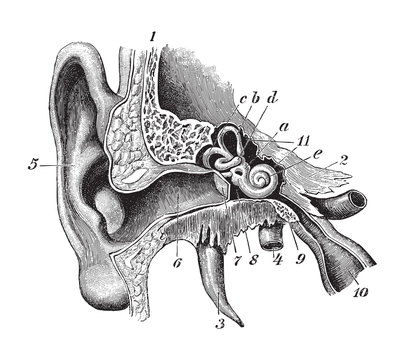 Human ear anatomy / vintage illustration 