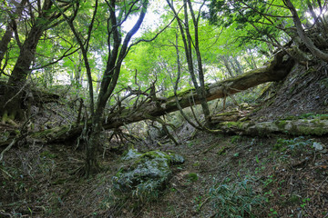 徳島県三好市　剣山山頂への遊歩道からの風景