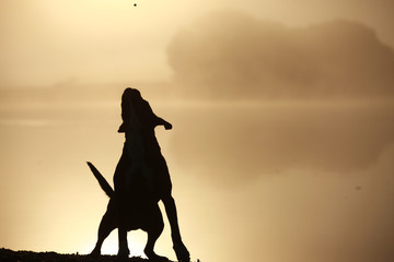 Boxer im Scherenschnitt © Jana Behr