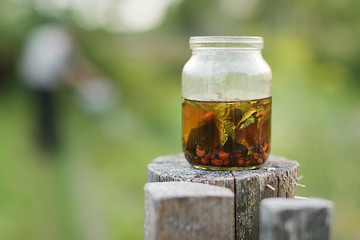 Colorado potato beetle in a jar of water.