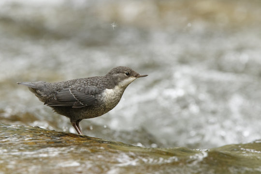 Lombardy, Italy. Dipper