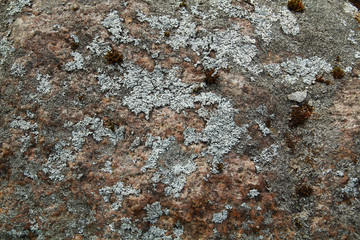 Surface of a natural stone with the smallest vegetation, moss and outgrowths close up.