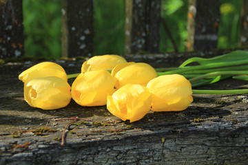 Seven yellow tulips. A bouquet of tulips lie on an old wooden bench. Drops of dew glitter on the...