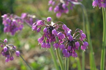 Цветущий лук Allium cernuum