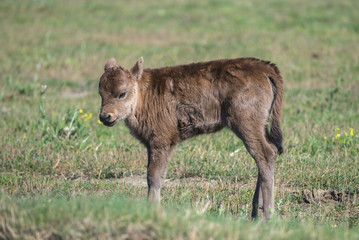 Naklejka na ściany i meble Calf in a field in Camargue, wild bulls 