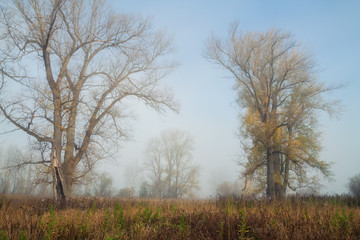 Fototapeta na wymiar there is poplar grove in misty autumn morning