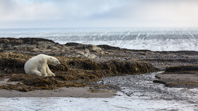 Kvitoya island, Eastern Svalbard, Arctic Ocean, Norway.