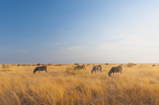 Etosha National Park, Namibia, Africa. Group of zebras.