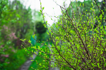 Branches of cherry bush with new leaves. Selective focus.